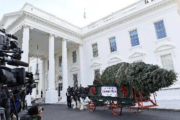 Frente a gran cantidad de medios de comunicación se recibió el árbol navideño oficial en la Casa Blanca. (Foto Prensa Libre: AP)