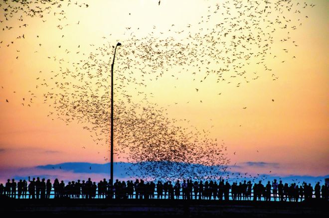 La colonia urbana de murciélagos más grande del mundo vive debajo el puente de la Avenida del Congreso, en Austin, de marzo a octubre. Los murciélagos de Austin: las fascinantes razones por las que cientos de miles migran desde México hacia un puente en EE. UU.  AMANDA STRONZA BAT CONSERVATION INTERNATIONAL