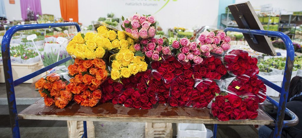 Miles de flores son comercializadas en el mundo por la ocasión del día de San Valentín. (Foto Prensa Libre: EFE)