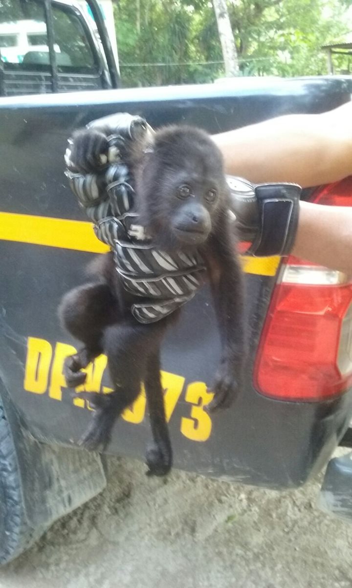 Agente de Diprona sostiene al primate que fue rescatado hoy en un terreno de Melchor de Mencos, Petén. (Foto Prensa Libre: Walfredo Obando)
