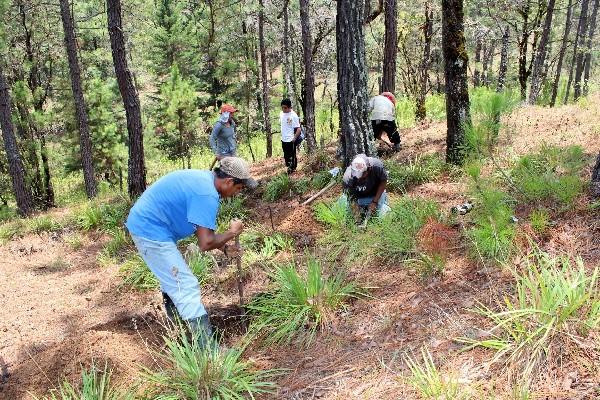 Un año llevan las exhumaciones.