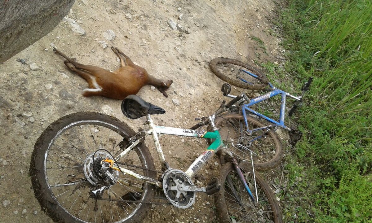 El cadáver de un venado fue hallado en San José, Petén, junto a dos bicicletas. (Foto Prensa Libre: Rigoberto Escobar)