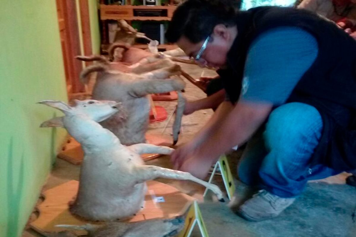 Perito del Ministerio Público embala la evidencia. (Foto Prensa Libre: Whitmer Barrera)