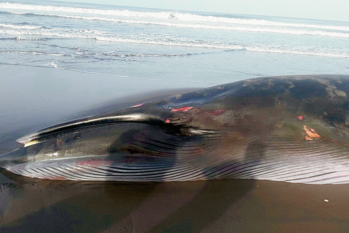 Ballena que fue localizada en la aldea Barra del Jiote, Moyuta, Jutiapa. (Foto Prensa Libre: Hemeroteca PL)