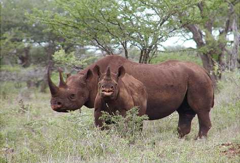 Rinoceronte de Mozambique queda extinto debido a cazadores furtivos. (Foto Prensa Libre: Archivo de AP)
