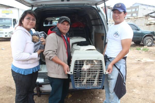 Activistas rescatan   perros callejeros en   basurero municipal, en la cabecera de Totonicapán.  (Foto Prensa Libre: Édgar Domínguez)