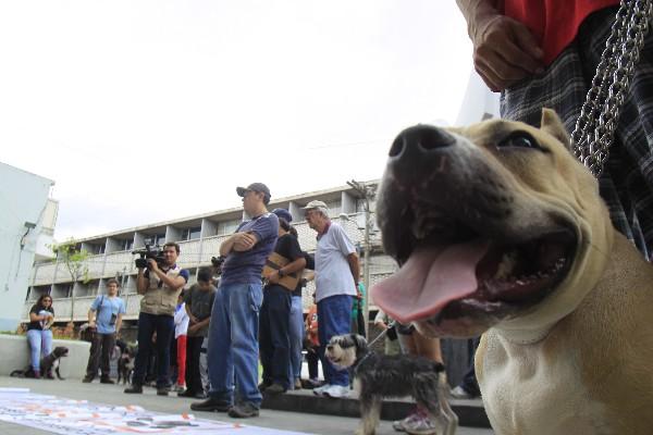 17 razas de perros son considerados peligrosos.