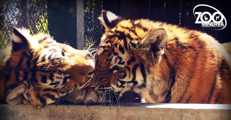 Los tigres cuentan con un recinto mejorado y adaptado a sus necesidades. (Foto Prensa Libre: Cortesía)