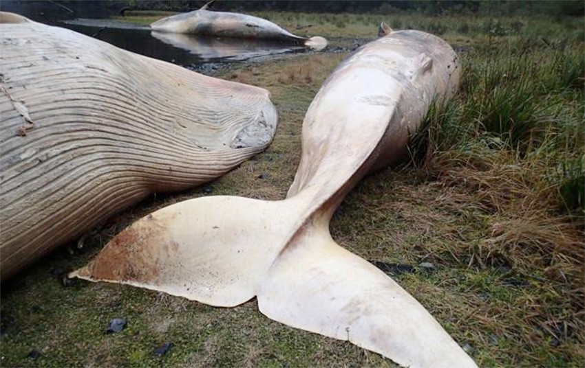 En abril recién pasado, más de 20 ballenas aparecieron muertas al norte del Golfo de Penas, en la Patagonia chilena. (Foto Prensa Libre: AP)