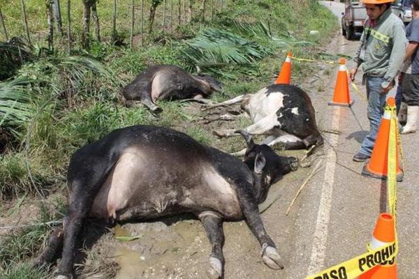 Las tres vacas murieron al hacer contacto con cables de alta tensión el Petén (Foto Prensa Libre: Walfredo Obando)<br _mce_bogus="1"/>