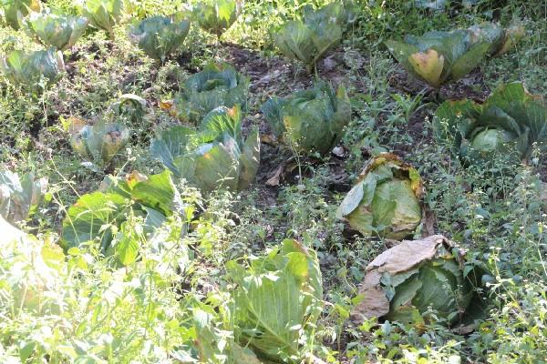 El repollo es una de las verduras más dañadas por los cambios climáticos.