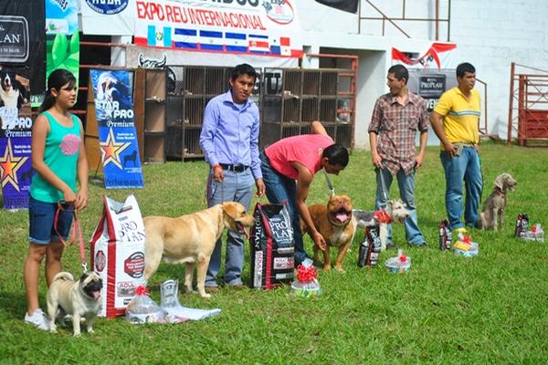 Perros de varias razas  participaron en el concurso de canes llevado a cabo por primera vez en la las instalaciones de la Asociación de Ganaderos del Sur Occidente de Guatemala –AGSOGUA-, actividad que se realizó el domingo en horas de la mañana en la cabecera de  Retalhuleu. Foto Prensa Libre: Jorge Tizol