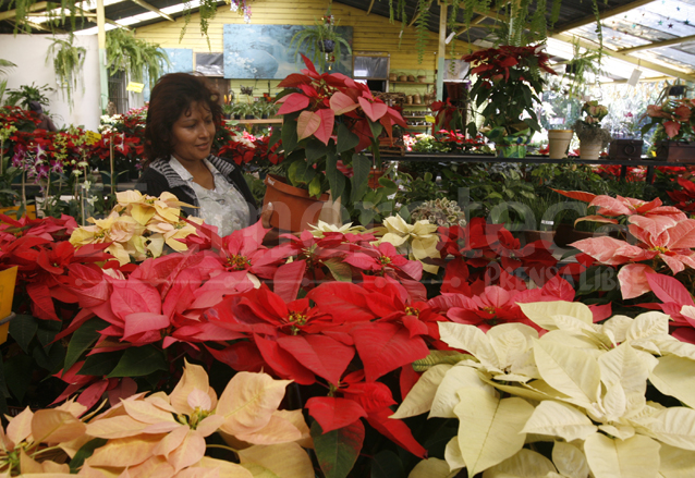 La flor de pascua es una especie propia de América. Se le asocia con la Navidad. (Foto: Hemeroteca PL)