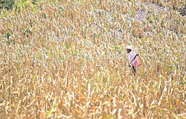 Los productores que dependen de la lluvia para los cultivos de granos básicos son los más afectados con el cambio climático. (Foto Prensa Libre: Hemeroteca PL)