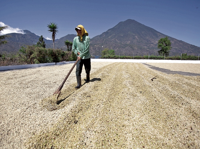 La cadena productiva del café cambió. En la actualidad el 80% del grano es producido por 60% de pequeños productores. (Foto Prensa Libre: Moises Castillo)