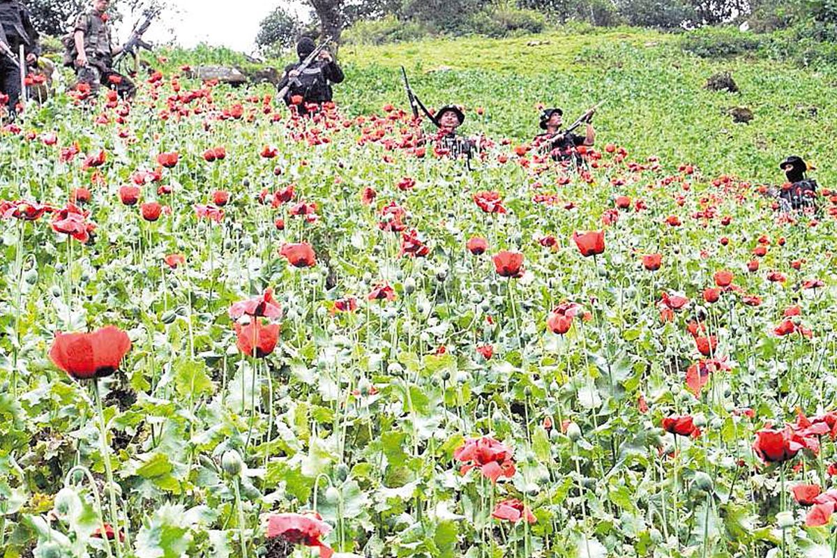 La despenalización de la droga incluye temas como cultivo, consumo y tráfico. (Foto: Hemeroteca PL)