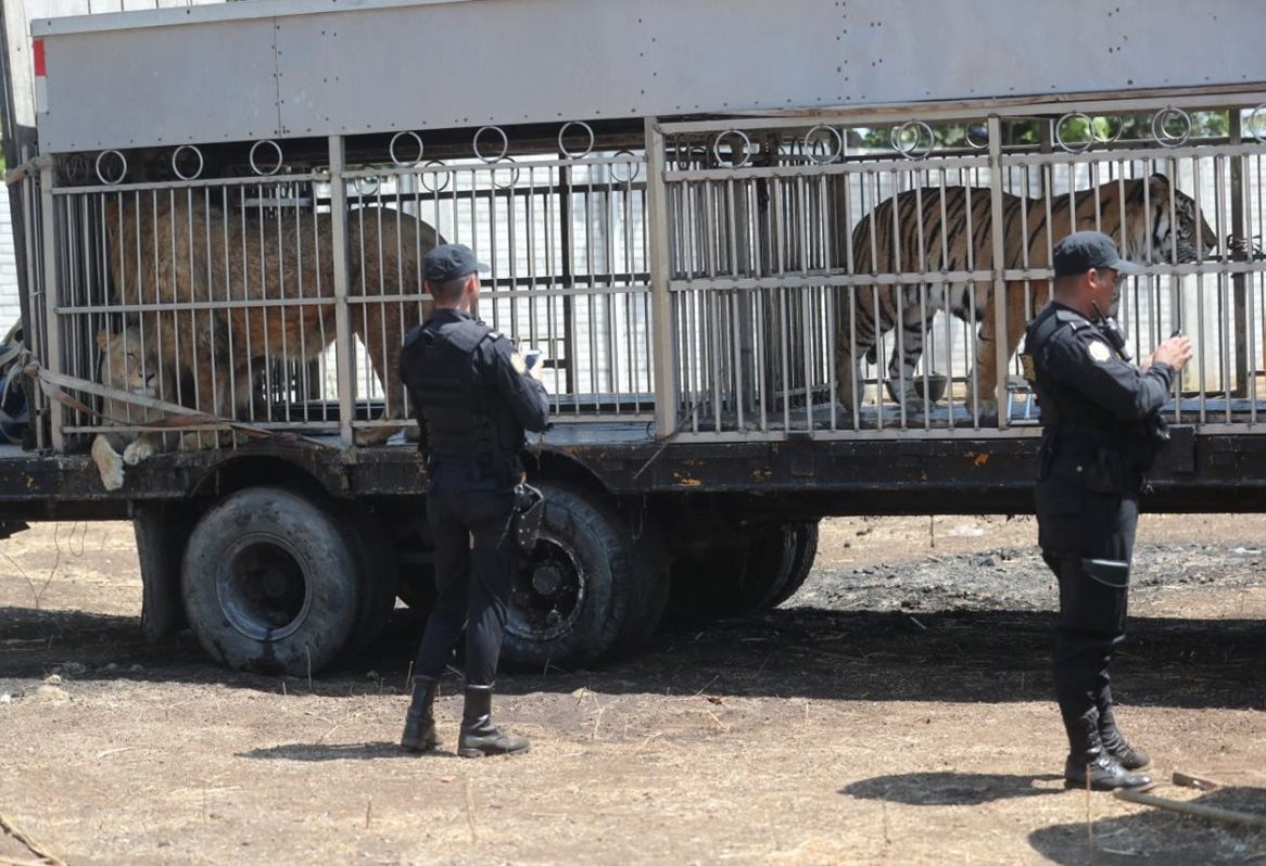Animales del circo Hermanos Ponce fueron trasladados a Chimaltenango 