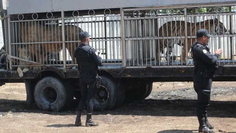 Tigres, leones y otros animales del circo fueron trasladados a un predio de Chimaltenango. (Foto Prensa Libre: Érick Ávila)