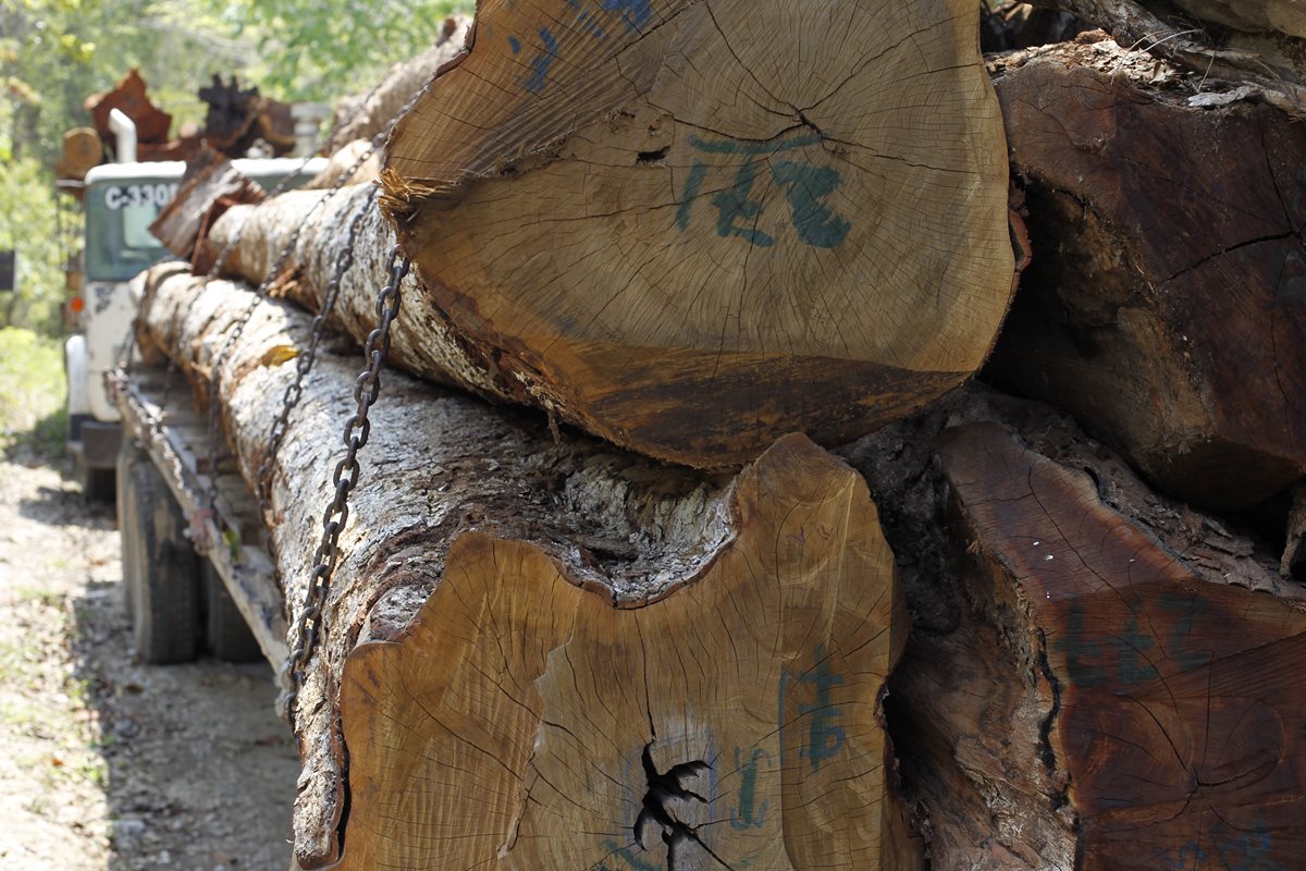 Autoridades indican que en Petén persiste la tala ilegal de árboles.(Foto Prensa Libre: Hemeroteca PL)