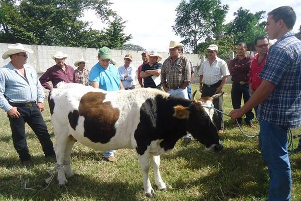 El taller se enfocó en sanidad animal. (Foto Prensa Libre: Edwin Paxtor)