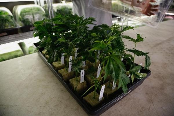 La marihuana podrá ser consumida en pequeñas cantidades en Washington, capital de EE. UU. (Foto Prensa Libre: AFP)