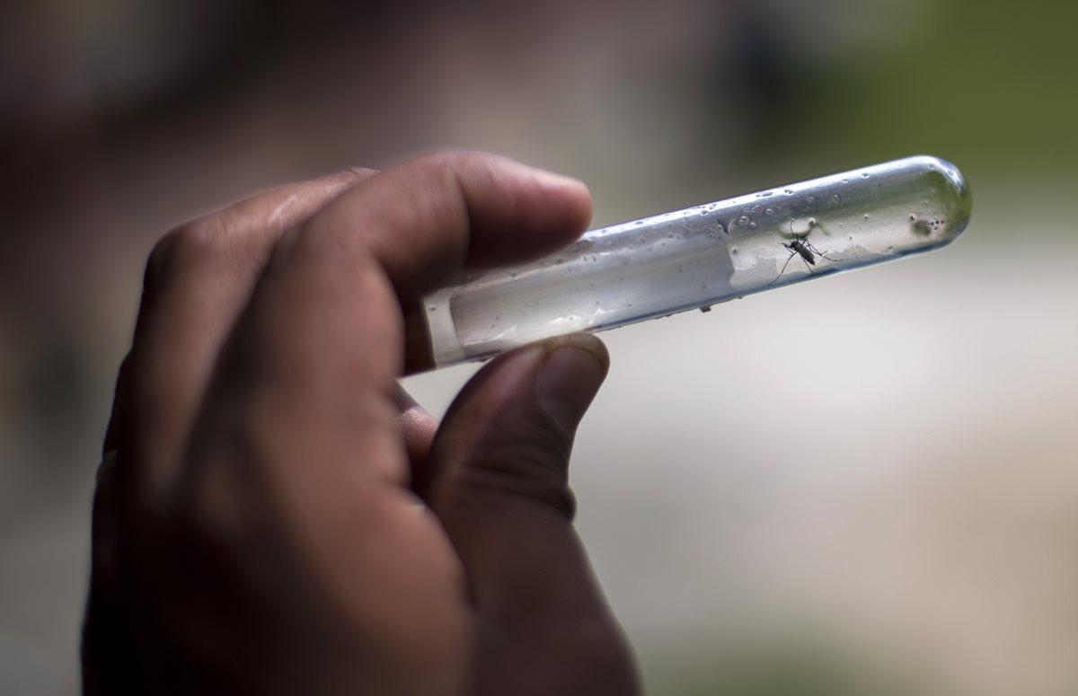 El mosquito Aedes aegypti es el causante de la propagación del dengue, una enfermedad que se propaga en el país de manera alarmante. (Foto Prensa Libre: Hemeroteca PL)