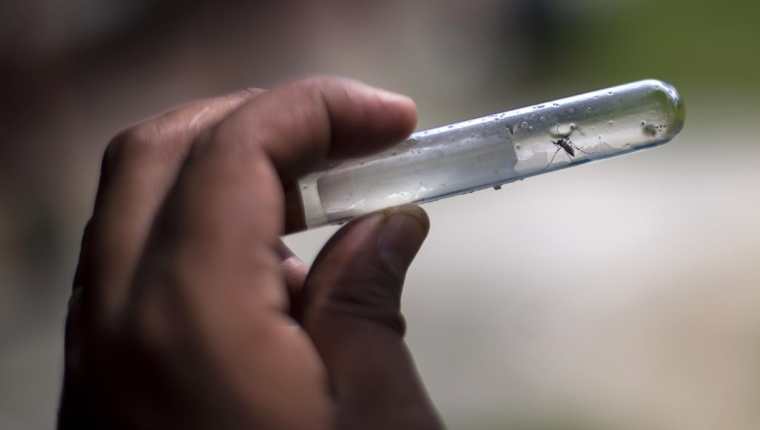 El mosquito Aedes aegypti es el causante de la propagación del dengue, una enfermedad que se propaga en el país de manera alarmante. (Foto Prensa Libre: Hemeroteca PL)