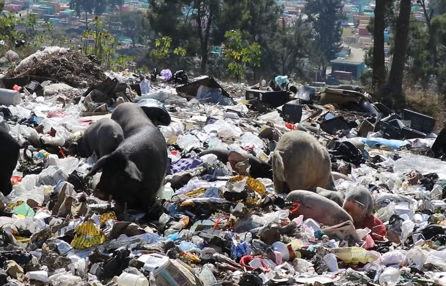 Gran número de cerdos se alimentan todos los días en el basurero municipal de Jalapa, ubicado a un costado del cementerio general. (Foto Prensa Libre: Hugo Oliva)