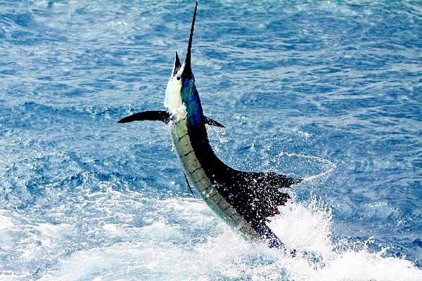 El pez vela es especie protegida. (Foto Prensa Libre: Hemeroteca PL)