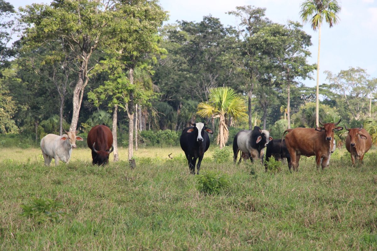 Un lote de ganado también fue recuperado en el interior del Parque Nacional Laguna del Tigre. (Foto Prensa Libre: Rigoberto Escobar)