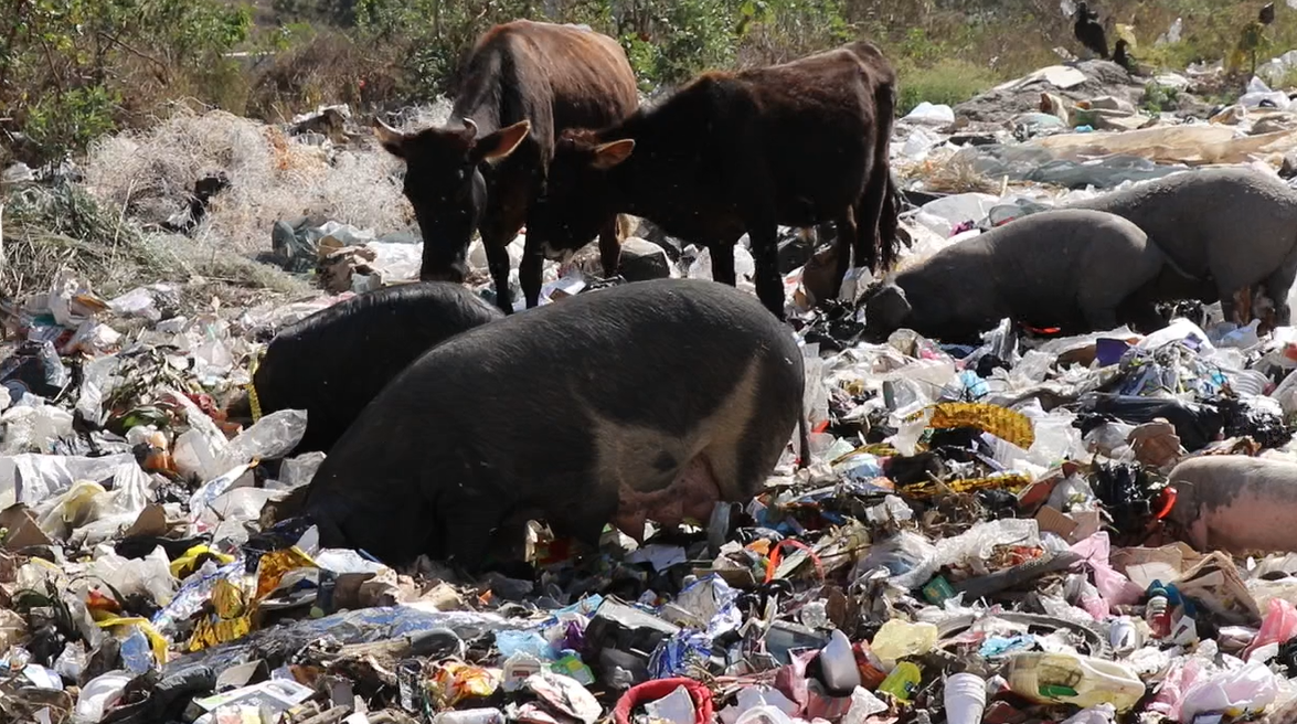 Vacas y cerdos compiten con zopilotes por los desechos, en el vertedero municipal de  Jalapa. (Foto Prensa Libre: Hugo Oliva)