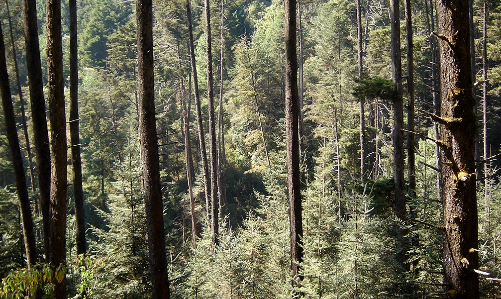 Bosque en San Pedro Sacatepéquez, San Marcos. (Foto Prensa Libre: HemerotecaPL)