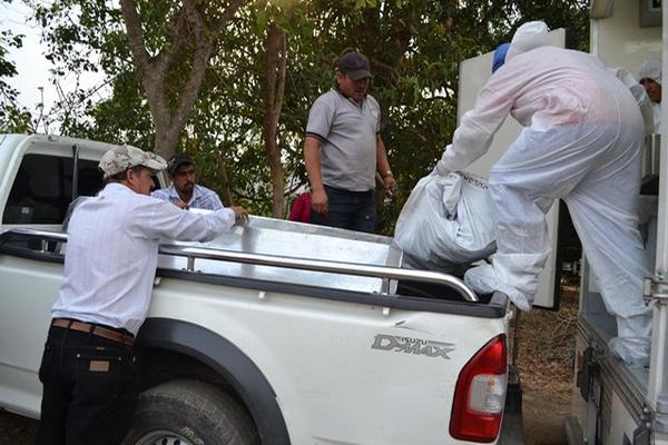 Trabajador del Inacif introduce en un ataud el cadáver de Salazar Colindres. (Foto Prensa Libre: Hugo Oliva).