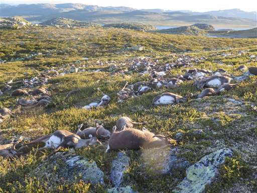 Los 323 renos fueron hallados muertos el viernes por un guardabosques. (Foto Prensa Libre: AP)