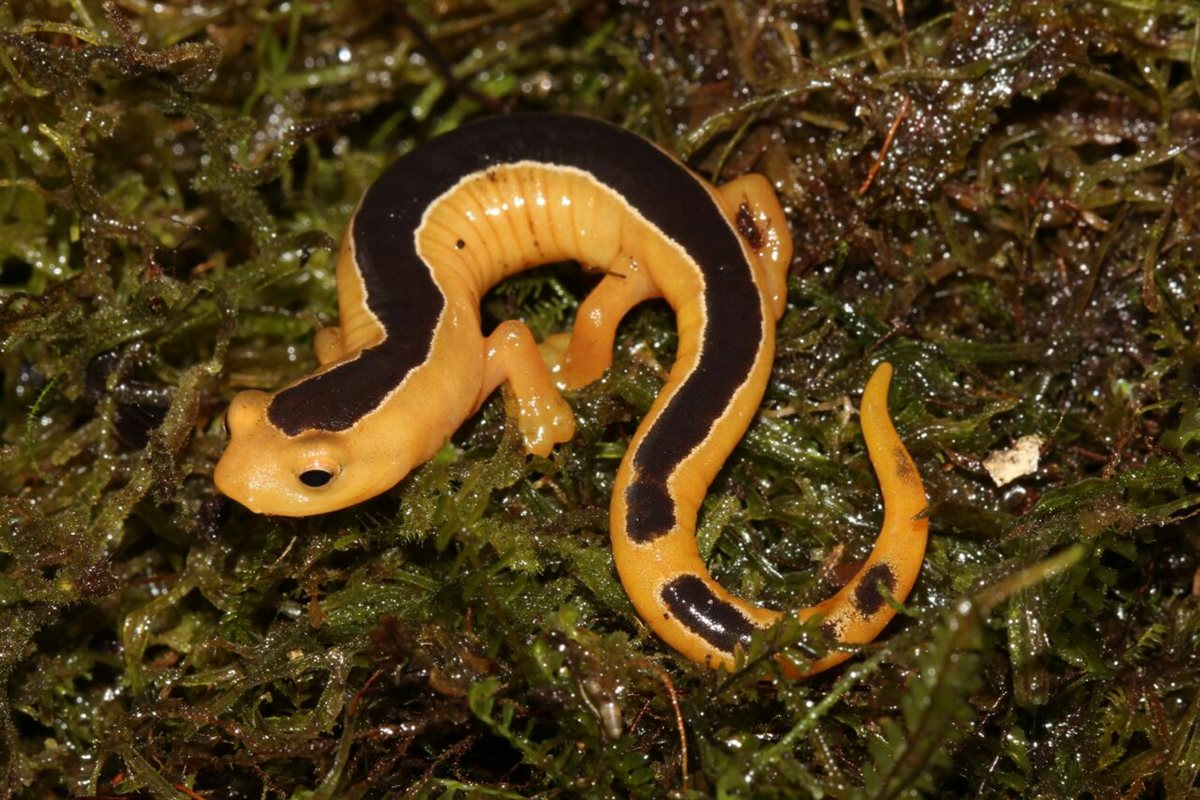 Ejemplar de la salamandra trepadora del Jackson que fue vista en de Yal Unin Yulhitz, Los Cuchumatanes, Barillas, Huehuetenango. (Foto Prensa Libre: Carlos Vásquez)