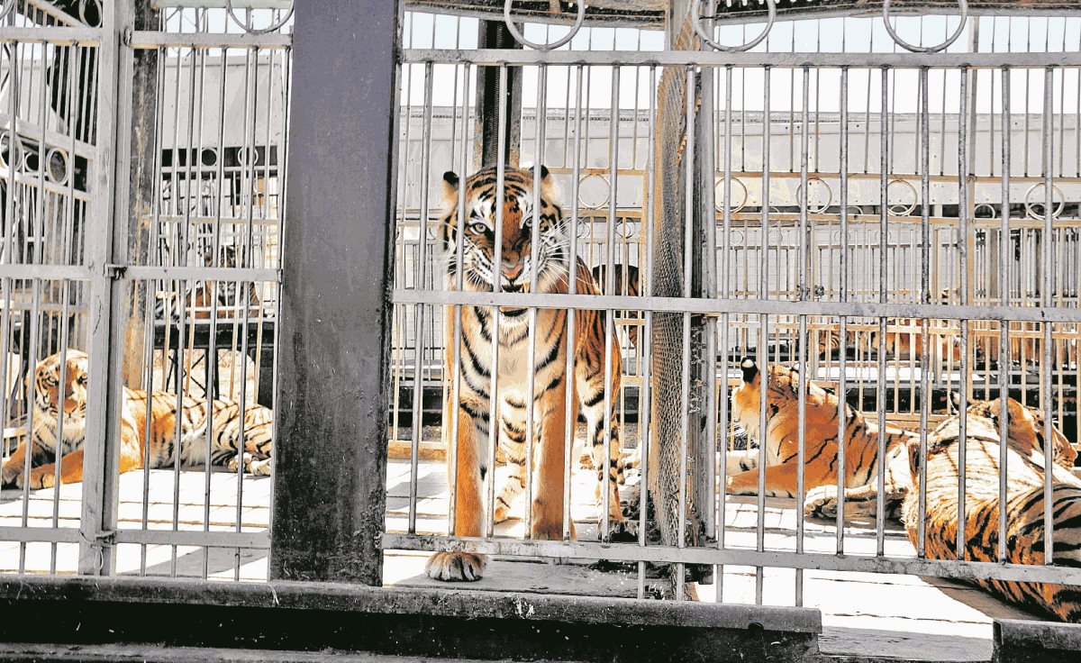 Tigres al cuidado del circo Hermanos Ponce, en El Jocotillo, Villa Canales. (Foto Prensa Libre: Hemeroteca PL)