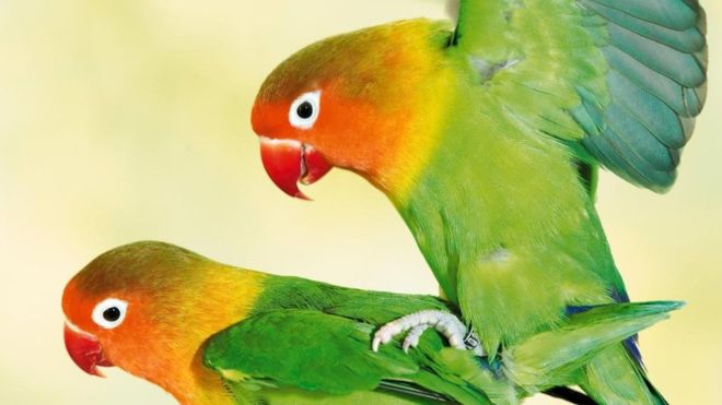 Atraer a una pareja es un montón de trabajo. ¿Por qué nos metió la naturaleza en ese lío? (GETTY IMAGES).