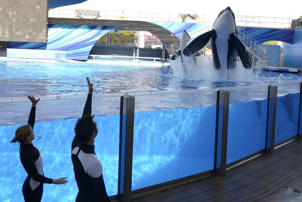 SeaWorld pone fin a la polémica cría de orcas en sus parques temáticos. (Foto Prensa Libre: AP).