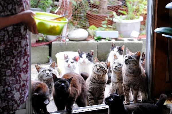 Los pobladores velan por la alimentación y comodidad de los  gatos (Foto Prensa Libre: Sankei / Getty Images)