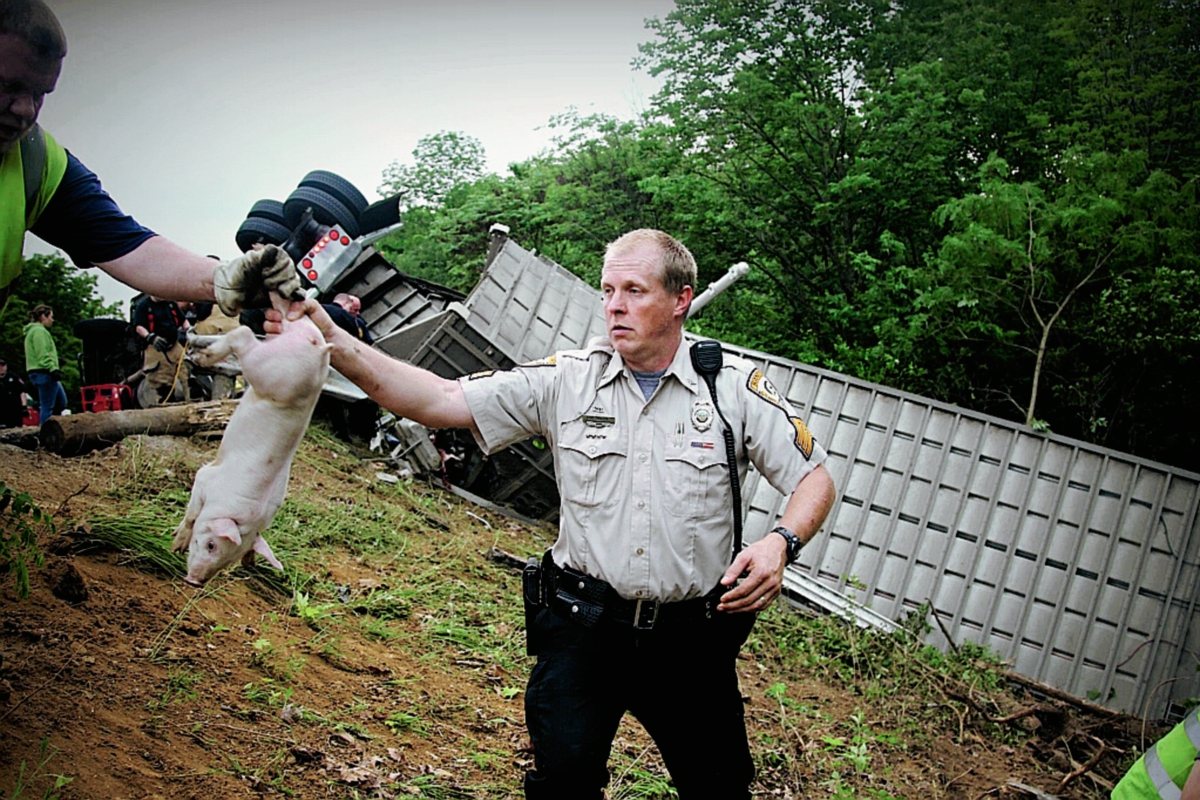Un policía inmoviliza a uno de los cerditos, en Ohio, EEUU.(Foto Prensa LIbre:AP).