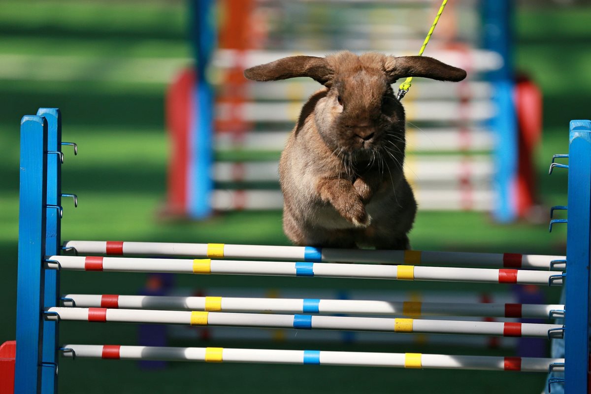 Los conejos debían pasar dos tipos de prueba de salto durante la competencia. (Foto Prensa Libre: AFP)