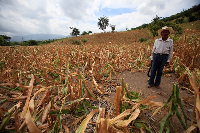 José Luis Vasquez, de Chiquimula, perdió la mayor parte de sus cultivos de maíz debido a la sequía. (Foto Prensa Libre: Hemeroteca PL)