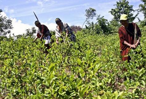 Una plantación de coca en Pichari, Perú, en una imagen. (Foto Prensa Libre. AFP).