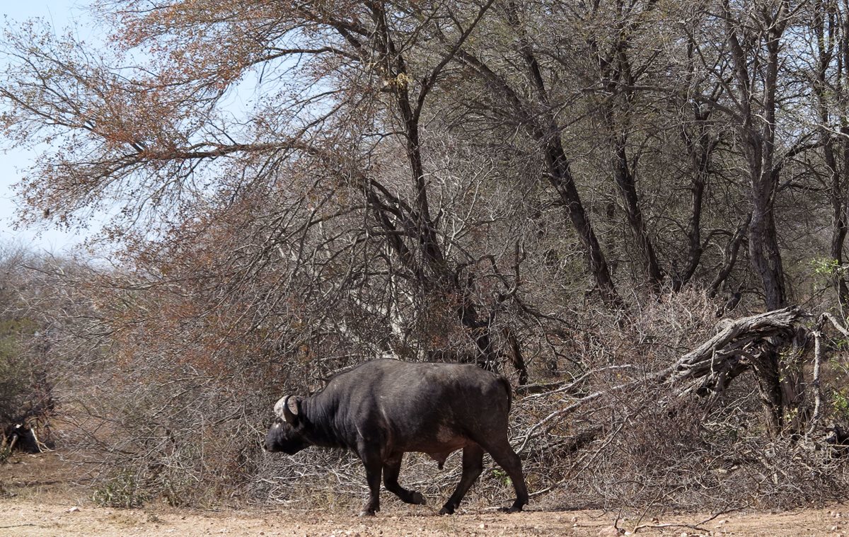 Un búfalo camina en el parque Kruger de Sudáfrica. (Foto Prensa Libre: AP).