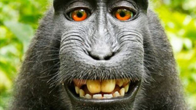 Un fotógrafo británico ganó una batalla legal de dos años contra PETA, un grupo internacional que defiende los derechos de los animales, por un "selfie" tomado por un mono. WILDLIFE PERSONALITIES/DAVID J SLATER