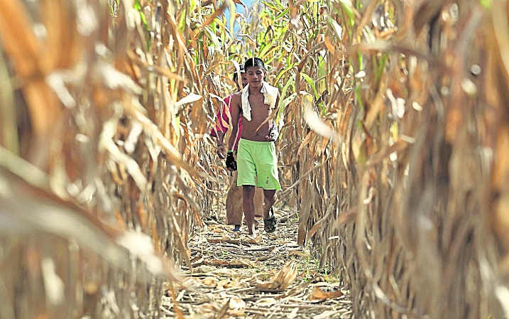 Los agricultores que habitan el Corredor Seco han visto cómo, año tras año, se han perdido sus cultivos. (Foto Prensa Libre: Hemeroteca PL)