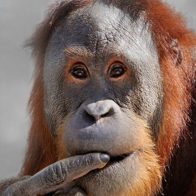 Rocky no es un orangután cualquiera. MIKE CROWTHER/ZOOLÓGICO DE INDIANÁPOLIS