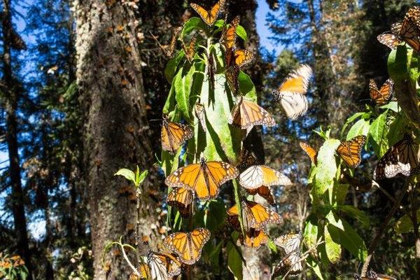 Mariposas monarcas durante el fin de su migración en un área protegido del estado de Michoacán, México.  Foto Prensa Libre: fundación WWF-Telcel (Foto Prensa Libre: EFE)