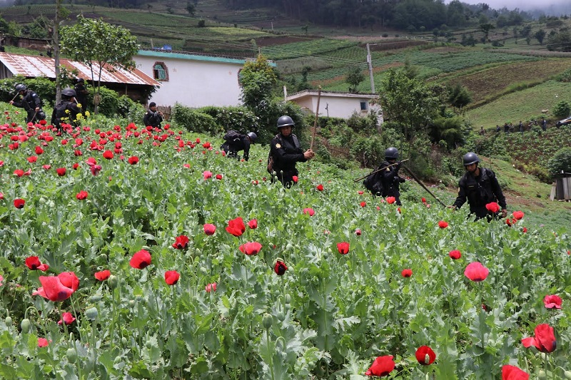 Las autoridades han erradicado grandes extensiones de cultivo de amapola, utilizada para la fabricación de heroína, en Ixchiguán y Tajumulco, San Marcos. (Foto Prensa Libre: Hemeroteca)
