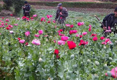 En San Marcos se realizaron operativos para erradicar los cultivos de amapola y de marihuana, valorados en más de US$318 millones. (Foto Prensa Libre: MINGOB)